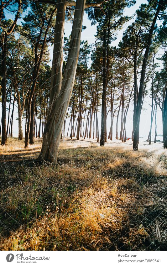 Bäume in der Nähe des Strandes an der spanischen Küste während eines hellen Tages Baum Wald Blatt Licht Hintergrund sonnig grün Pflanze Sonnenschein Oktober