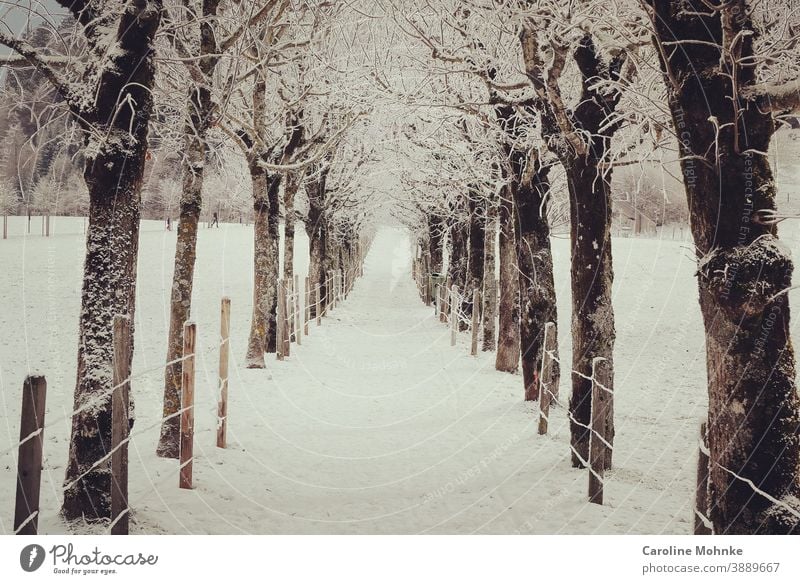 Schneebedeckter Weg zwischen Bäumen Winter Winterlandschaft Landschaft Natur Frost Außenaufnahme Menschenleer Farbfoto Umwelt Baum Nebel Winterstimmung Eis