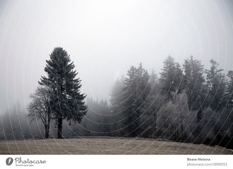 Trübe Zeiten nicht nur im nebligen Schwarzwald ... Spätherbst Winter Nebel Tannenbaum Baum Wald Himmel Landschaft Außenaufnahme Morgennebel trüb