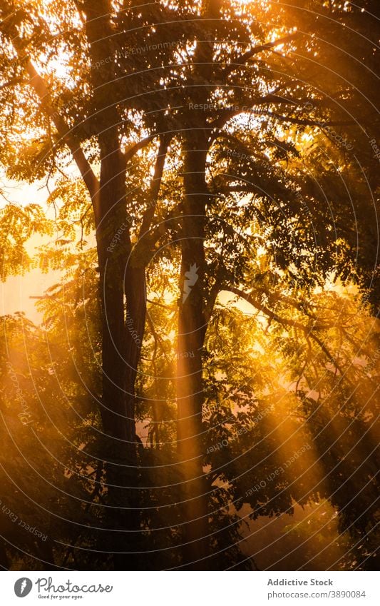 Sonne scheint durch Äste im Wald Sonnenstrahlen Rochen Baum hell Morgen Natur Wälder Landschaft Umwelt Waldgebiet Ast Sonnenlicht durchdringen Laubwerk