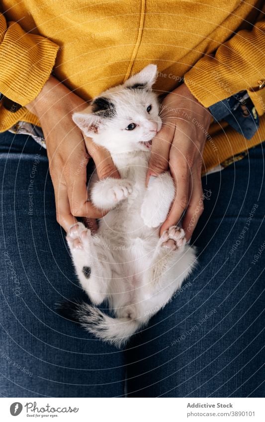 Frau streichelt liebenswertes kleines Kätzchen Katze Katzenbaby wenig Besitzer Streicheln Liebe Kraulen Haustier niedlich Tier heimisch bezaubernd katzenhaft