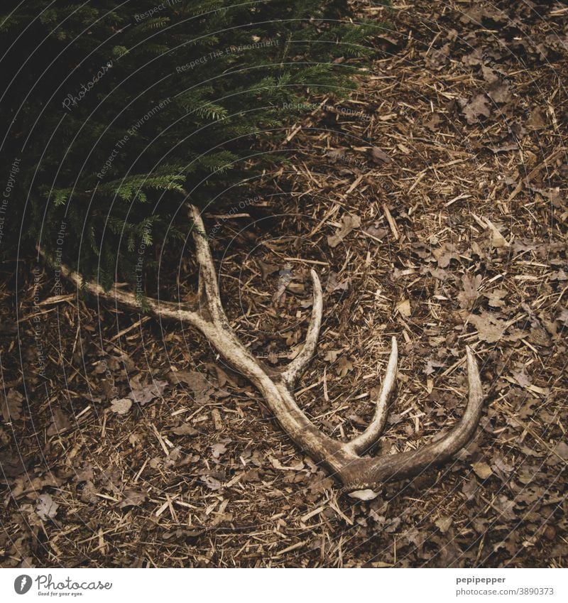 Hirschgeweih 10 Ender auf Waldboden Natur braun Edelhirsch Rothirsch Jagen Förster Wildhege Wildpflege Hirsche Wildtier Horn Tier Außenaufnahme Jagd wild