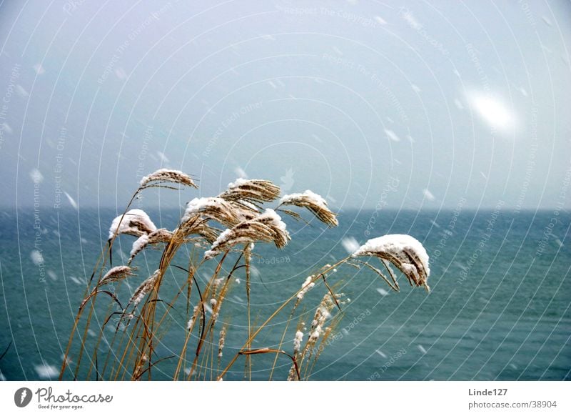 Schilf im Schneesturm Schilfrohr Sturm Ammersee kalt Winter See Wind