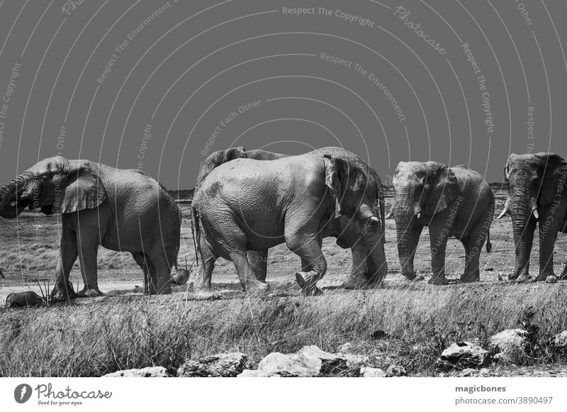 Afrikanische Elefanten im Etoscha-Nationalpark, Namibia etosha Safari Herde Tierwelt schwarz auf weiß laufen wüst Säugetier wild Menschengruppe Familie