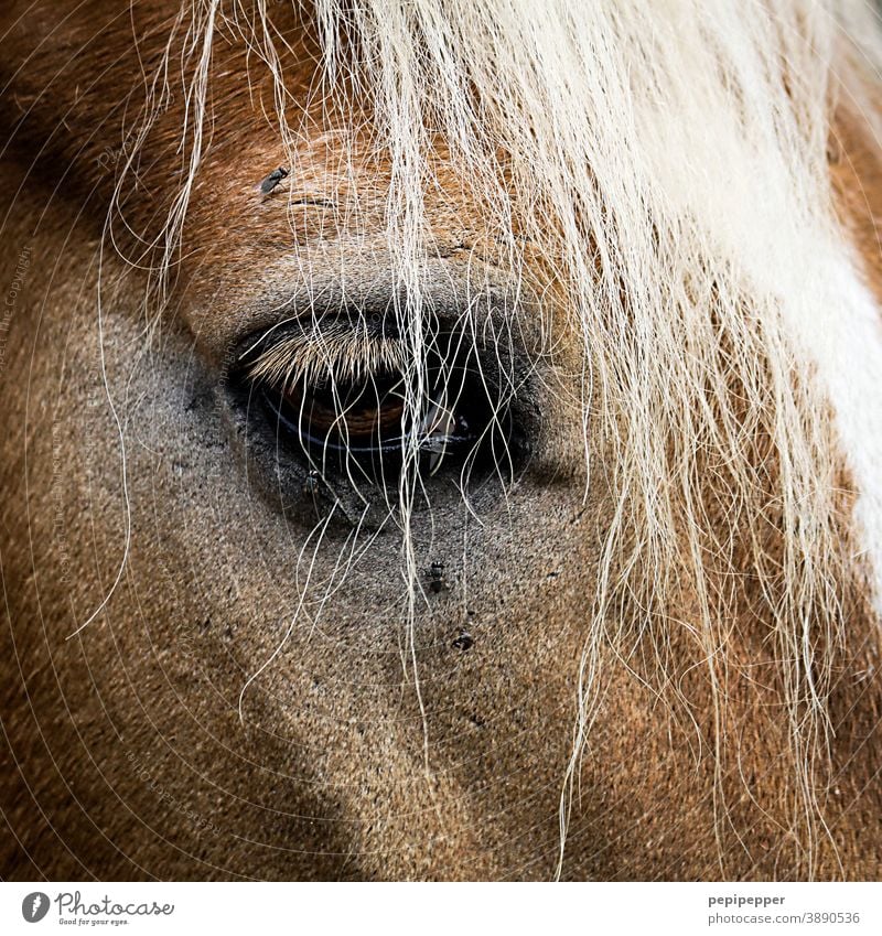 Pferdegesicht, Nahaufnahme mit Auge Gesicht Tier Natur tierportrait Tierportrait Mähne Haare & Frisuren braun Fell Säugetier Kopf Tierporträt Tiergesicht schön