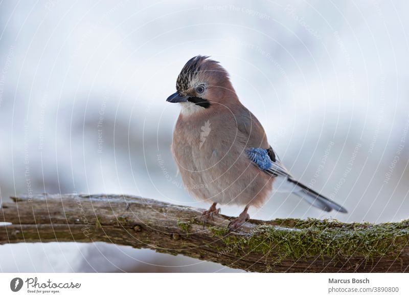 Eichelhaeher, Garrulus glandarius, Eichelhäher eurasischer Eichelhäher Guthaeher Haeher Krähenvoegel Nussgackl Nusshaeher Rabenvogel Vögel Wald Waldpolizei