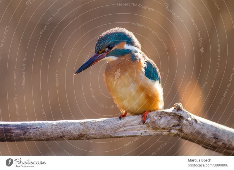 Eisvogel, Alcedo atthis, Eisvogel alcedo Edelstein Eisvoegel Eurasischer Eisvogel Juwel Vögel ansitzen ast in diesem Fall Auge blau europa Farbig federn