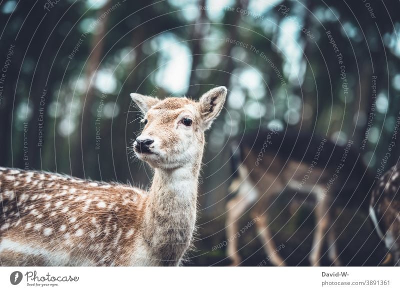 Rehwild in einem Wald Wild Herbst Schonzeit aufmerksam achtsam beobachten