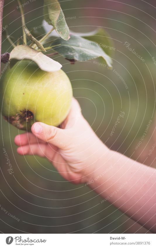 Kleinkind pflückt einen Apfel vom Baum Kind pflücken Garten Apfelbaum natürlich Gesunde Ernährung Vitamine Ernte