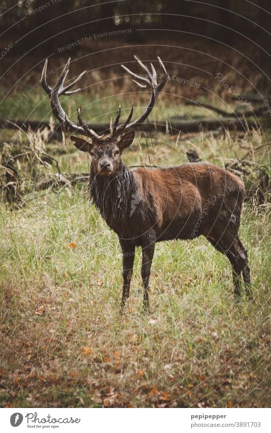 Hirsch Natur Tier Hirsche Wildtier Horn Außenaufnahme Farbfoto Säugetier wild Wald Wiese Menschenleer Gras Tierporträt braun Landschaft Reh grün natürlich Jagd