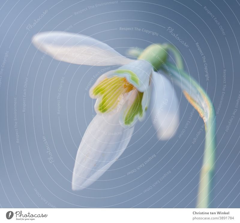 zarte Blüte eines Schneeglöckchens vor hellblauem Hintergrund Schneeglöckchenblüte Galanthus Winter Vorfrühling weiß grün Blume Nahaufnahme Makroaufnahme