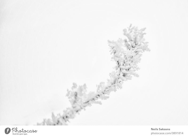 Verzweigungen bei Raureif und Schnee im Winter Februar Hintergrund Unschärfe Bokeh Botanik Ast hell kalt cool Kristalle Dezember Umwelt fallen Feld Flora Wald