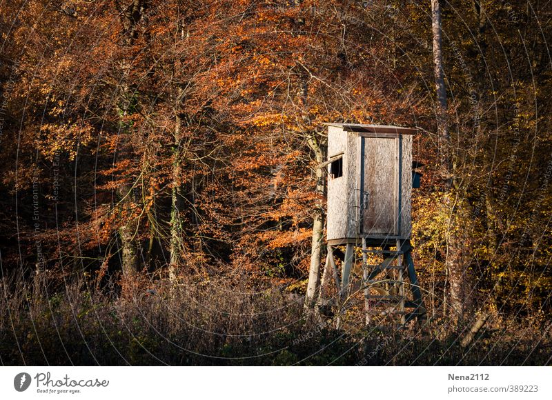 Hochsitz ins Licht Jagd Umwelt Natur Erde Herbst Schönes Wetter Baum Sträucher Wald Waldlichtung Waldrand Spaziergang Holz Holzhütte braun gold Oktober November