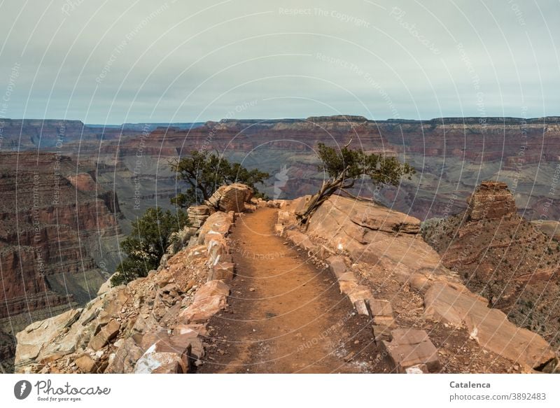 Der schmale Weg in den Abgrund, Wanderweg am Grand Canyon Wege und Pfade Wanderwege Trails Natur Landschaft Schlucht Pflantze Nadelbäume Kiefer Steine Felsen