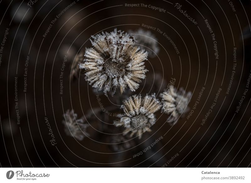 Frost auf verblühte  Aster Schwarz Braun Eis Garten Winter kalt vertrocknet Fruchtstand Blume Pflanze Flora Natur Tageslicht