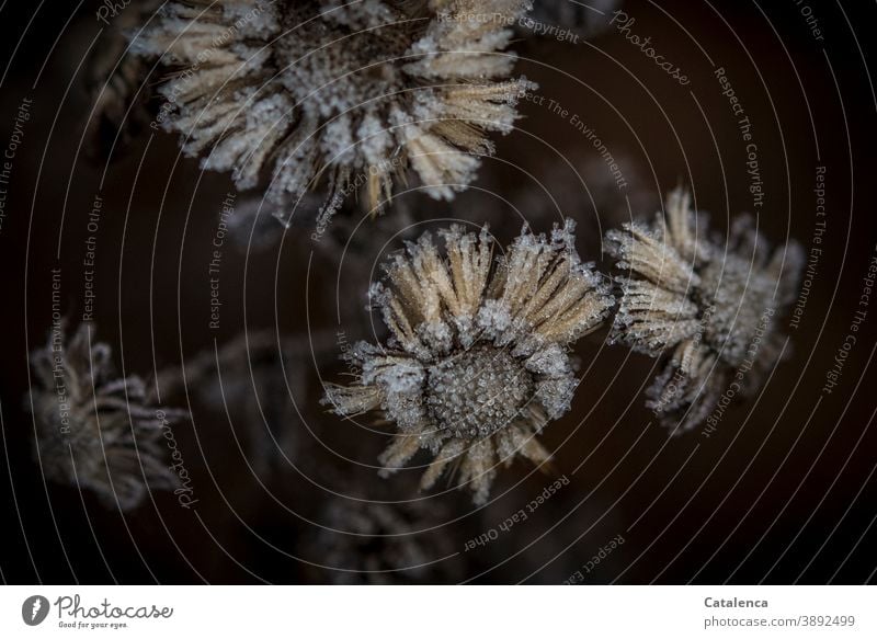 Frost bedeckt die verblühten Astern Natur Flora Pflanze Blume Fruchtstand vertrocknet kalt Winter Garten Eis Braun Schwarz