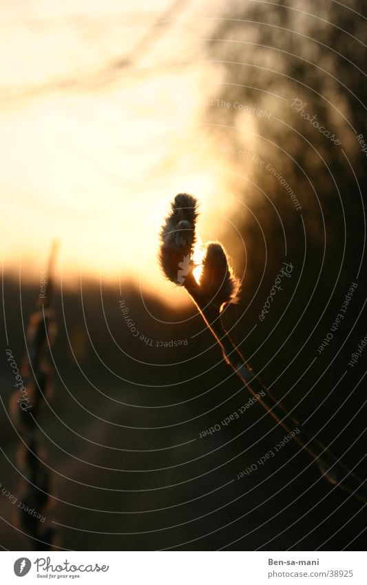 Sonnenfinsterniss Abendsonne Sonnenuntergang Gegenlicht Weidenkätzchen Warme Farbe dunkel Feierabend Spätwinter Wärme Erwachendes Leben