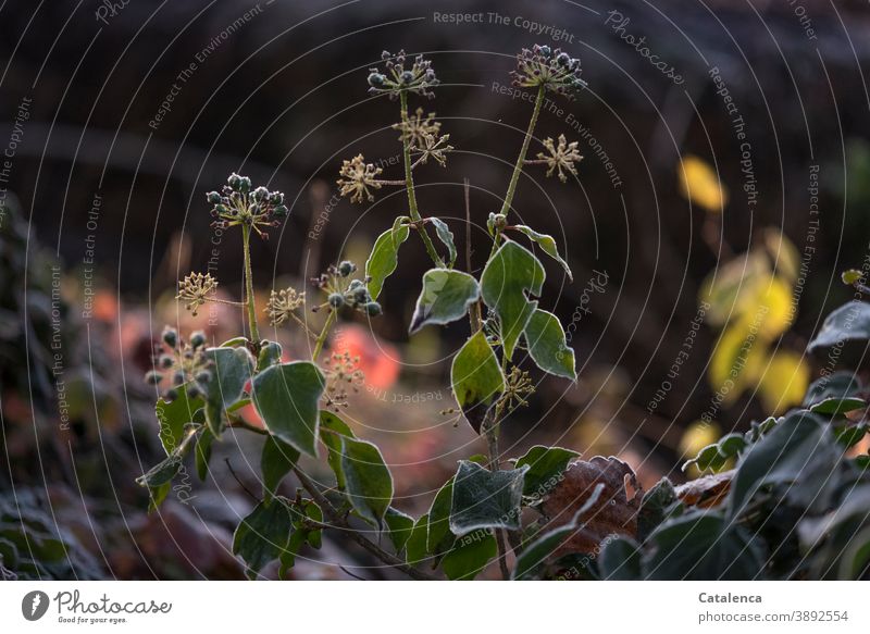 Ein zarter Frostrand hat sich um die Blätter und Blüten des Efeus gebildet an diesem kalten Wintermorgen Natur Flora Blatt Efeuranke Fruchtstand Garten