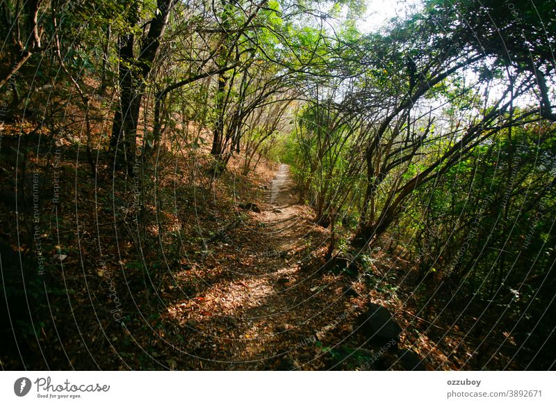 Pfad im Wald Weg Wege & Pfade Ferien & Urlaub & Reisen grün Jahreszeiten Baum Umwelt Landschaft Natur ruhig Abenteuer Textfreiraum Windstille ländlich friedlich