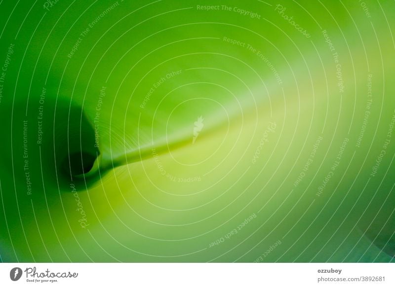 Nahaufnahme des Bananenblattwachstums Blatt grün Wachstum Detailaufnahme Pflanze Natur Farbfoto Grünpflanze Schwache Tiefenschärfe Umwelt Textfreiraum oben