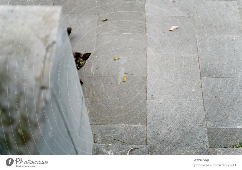 Kuckuck! Peekaboo Katze Hauskatze Haustier Tier Säugetier Katzenauge Tierporträt Schnurrhaar Fell Tiergesicht niedlich Katzenkopf Blick beobachten