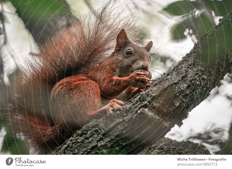 Fressendes Eichhörnchen im Baum Sciurus vulgaris Tiergesicht Kopf Auge Nase Ohr Maul Schwanz Krallen Fell Nagetiere Wildtier Blatt nah niedlich fressen knabbern