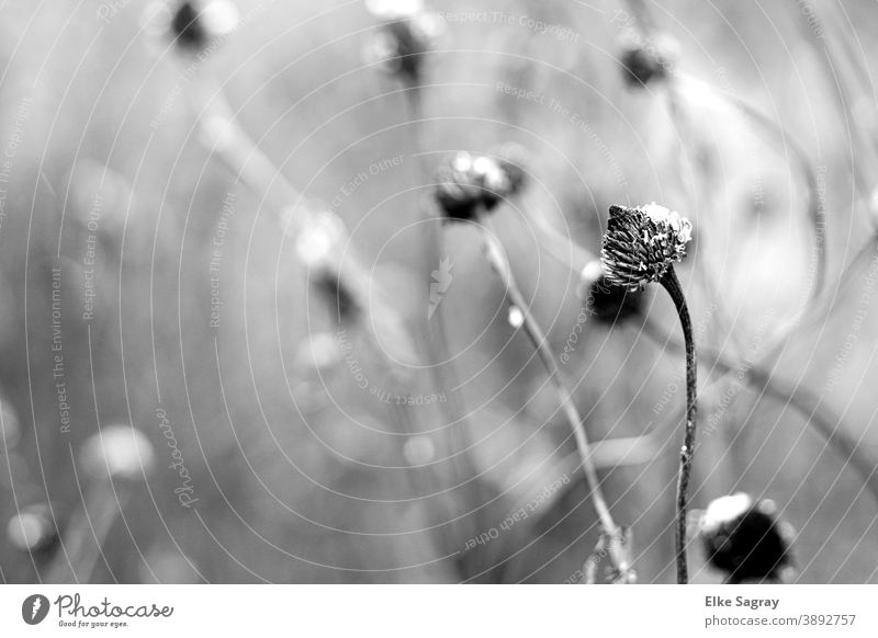 Mädchenauge im Winter Blume verblüht vertrocknet Natur welk Menschenleer Nahaufnahme Vergänglichkeit alt braun Schwache Tiefenschärfe