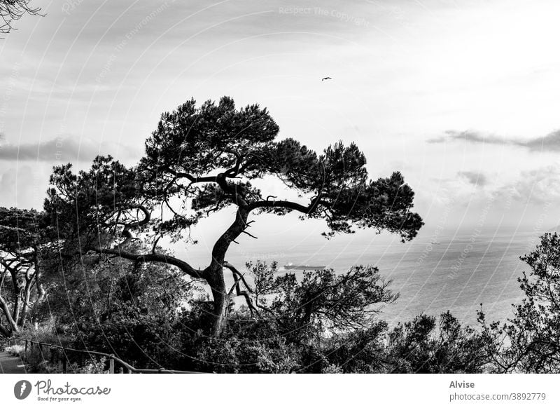 baum in der bucht von gibraltar Baum Natur Silhouette Wald Ast vereinzelt Holz Grundriss Design Hintergrund Pflanze Kulisse weiß Kofferraum Saison Form schwarz