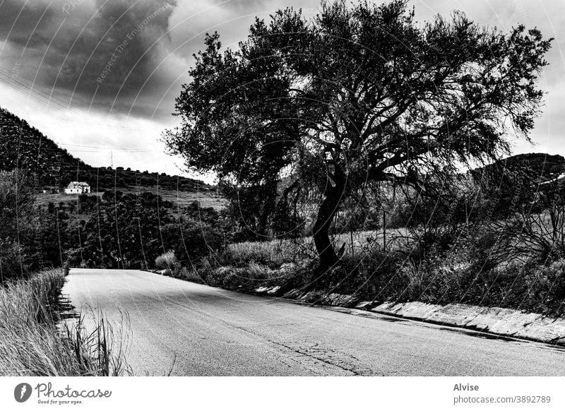 tree_street_home_life Glücksgefühle Baum Straße Haus Großstadt einsam Hintergrund reisen alt Landschaft Tourismus Natur Europa schön Himmel Einsamkeit Asphalt