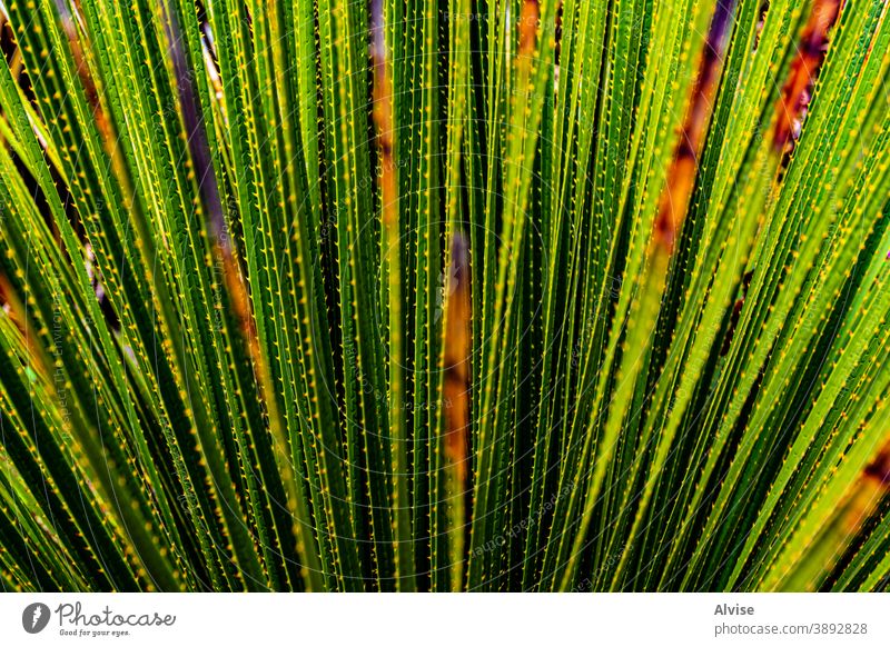 von grünem Leben bedeckt Kaktus Pflanze Hintergrund Natur Blatt Botanik natürlich vereinzelt Sukkulente weiß Flora Nahaufnahme botanisch Garten Stachel Blume