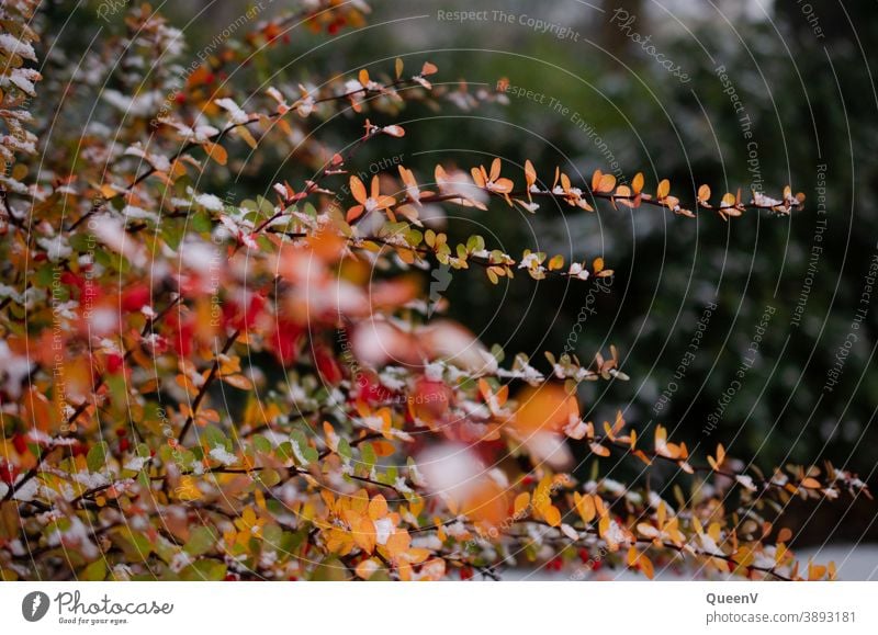 Zweige mit orangen Blätter in Vordergrund und grüne Bäume in Hintergrund Blatt Park Stadtpark Garten Stadtgarten Stadtleben Natur Pflanze Herbst schön