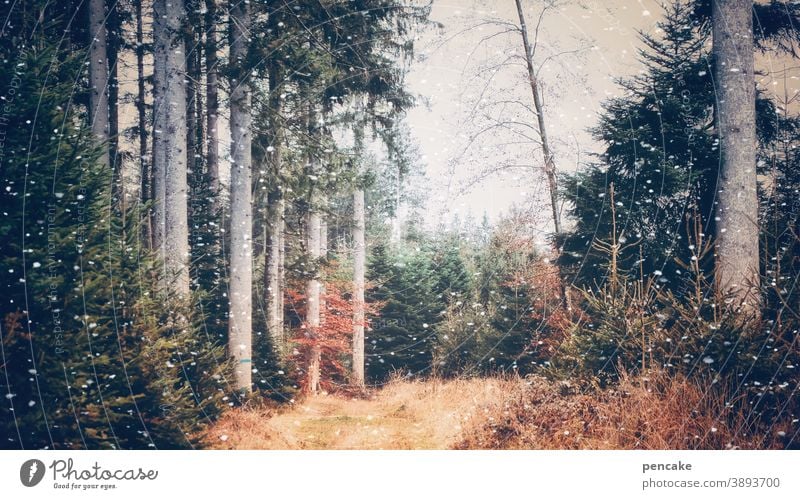 remember november V Wald Herbst Herbstfarben Bäume Laub bunt Schnee Schneeflocken Lichtung Pfad Herbstfärbung Herbstlaub Blätter Herbstlandschaft erster Schnee