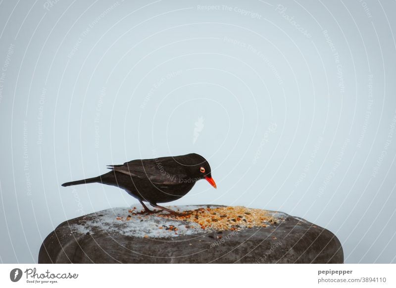 Amsel im Winter Vogel Schnabel Futter Schnee Tier Feder Natur Außenaufnahme Flügel schwarz Tierporträt weiß kalt Tiergesicht Nahaufnahme Tag Wildtier füttern