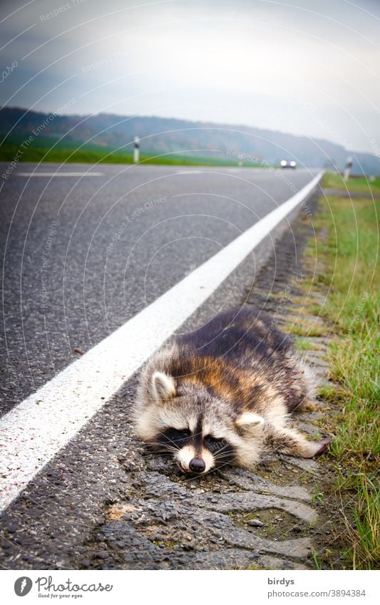 Toter Waschbär liegt am Rand einer befahrenen Landstraße, fahrendes Auto. Wildunfall, Tod tot überfahren Opfer Wildtier Straßenrand Gefahr Dämmerung Fell