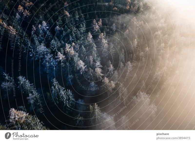 Wald von oben wald nebel bäume baum herbst winter Vogelperspektive kalt Landschaft Natur Außenaufnahme Farbfoto Frost Licht Baum Winter Nebel Herbst Umwelt