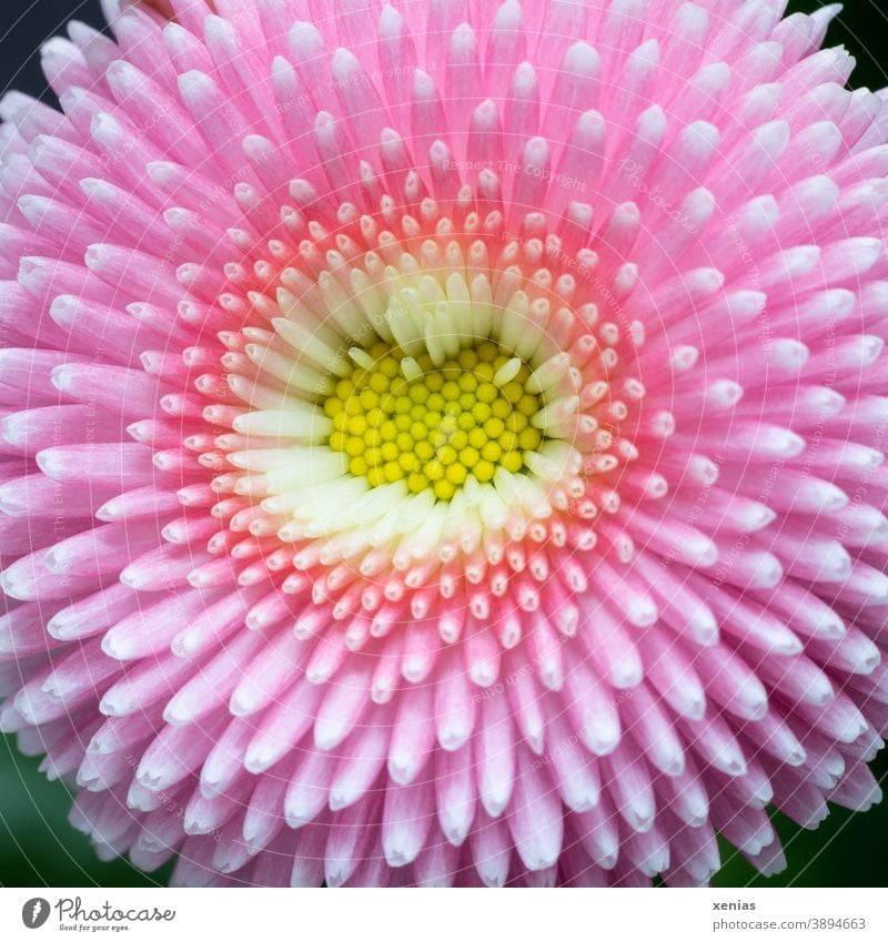 Farbkombination / Rosa Bellis mit gelbem Herz Blüte Frühling rosa Blume Nahaufnahme Detailaufnahme Natur Pflanze Frühlingsgefühle Tausendschön Gänseblümchen