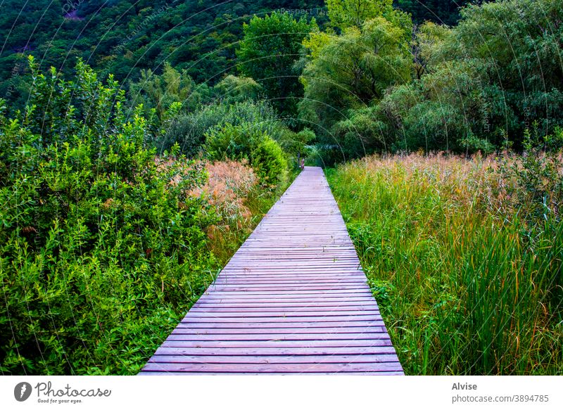 Gehweg zwischen dem Schilf Natur Landschaft natürlich Laufsteg Schilfrohr im Freien Röhricht grün Gras Umwelt hölzern Wasser Weg reisen Holz Brücke See