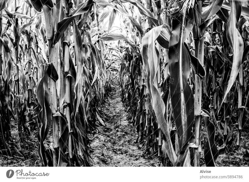 Weizenfeld in schwarz-weiß Sommer Natur Feld Ackerbau Ernte Bauernhof ländlich Pflanze Roggen Hintergrund Müsli Brot Sonne Landschaft Ackerland Saison Korn gold