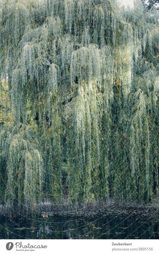 Trauerweide mit hängenden Ästen über einem Tümpel Zweige grün Zweige u. Äste Baum Natur Tag