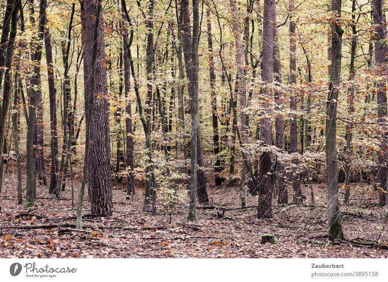 Laubwald im Herbst Wald gelb grün Natur Baum Blatt braun Herbstlaub Herbstwald herbstlich Herbstfärbung