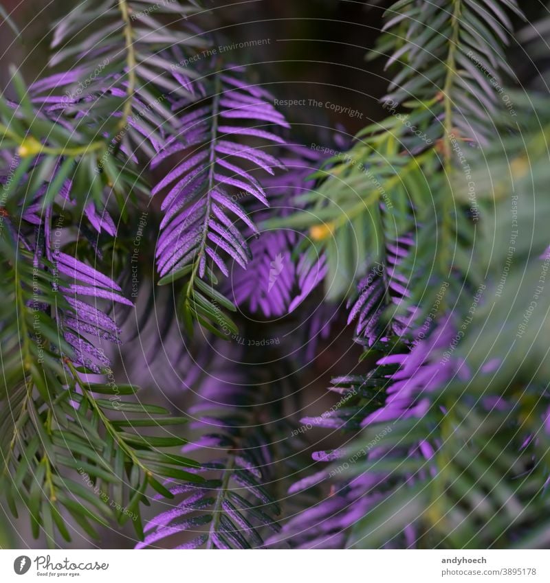 Violettfarbene Nadeln an einem Baum in Nahaufnahme abstrakt Kunst Hintergrund schön Ast Feier Weihnachten Sauberkeit abschließen Farbe farbig farbenfroh