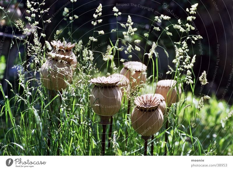 mohn Mohn Wiese ruhig Handwerk Blume Basteln Sommer Physik Frühling schön verschönern Wärme