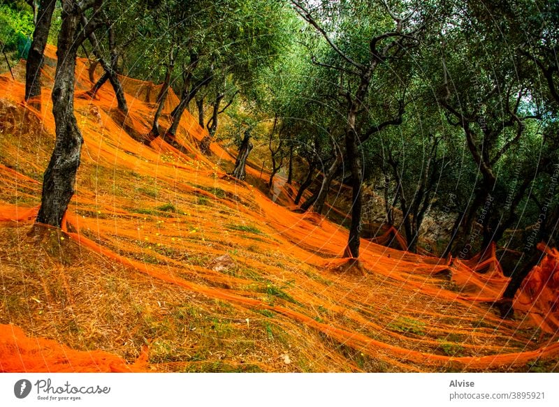 Vorbereitung auf die Olivenernte Ernte Ackerbau grün Erdöl oliv Baum Natur Netz ländlich Ernten Hain Pflanze Blatt natürlich Bauernhof Lebensmittel Ast Schonung