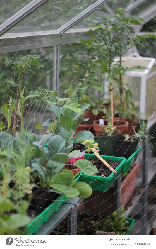 Gewächshaus im Frühjahr Frühling setzlinge Tomaten Kohlrabi Erbsen Rote Beete Kürbis Grünpflanze grün Gartenarbeit Gartenbau Pflanzen Gemüse Glasscheibe Regale