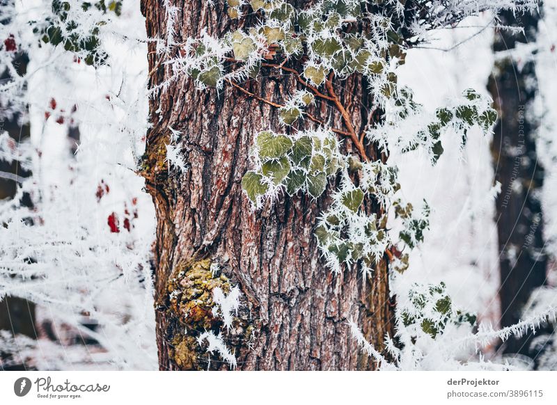 Raureif bedecktes Laub in Wiesbaden III gefroren Naturwunder faszinierend Farbfoto Akzeptanz Pflanze Laubbaum Baum Strukturen & Formen Außenaufnahme Umwelt