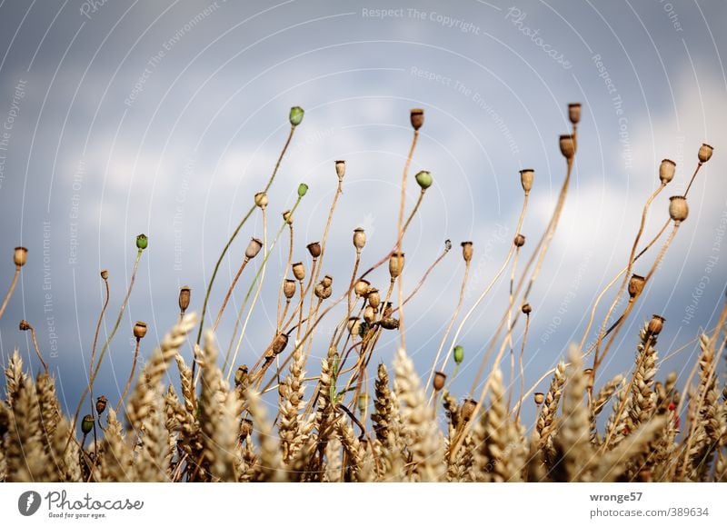 Am Feldesrand Umwelt Natur Pflanze Himmel Wolken Sommer Blüte Nutzpflanze Getreide Kornfeld Mohnkapsel Mohnkolben Feldfrüchte Weizen Weizenkörner Börde