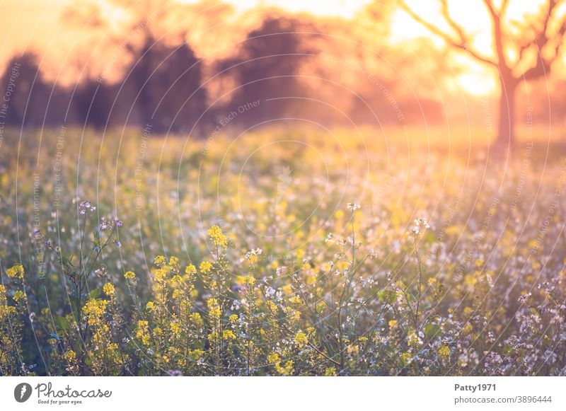 Abendstimmung über einer Wildwiese Wiese Landschaft Baum Sonnenuntergang Natur Außenaufnahme Himmel Dämmerung Menschenleer Abenddämmerung ruhig Sonnenlicht