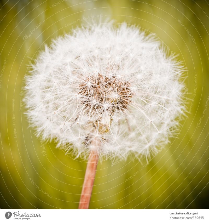 Fusseln am Stiel Pflanze Sommer Schönes Wetter Blüte Wildpflanze Löwenzahn Kugel ästhetisch dick elegant Freundlichkeit hell natürlich rund grün weiß