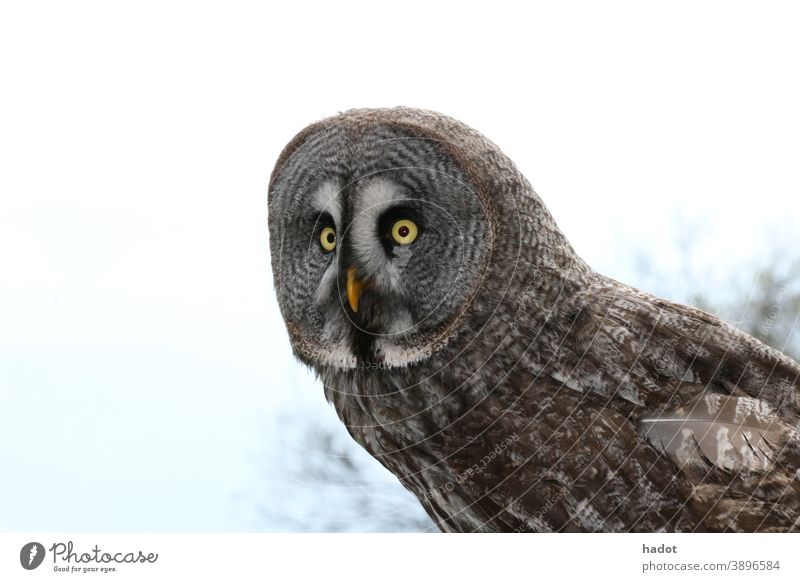 Die Eulen (Strigiformes) sind eine Ordnung der Vögel Vogel Greifvogel Raubvogel Nachtvogel Jäger lautlos fliegen Federn