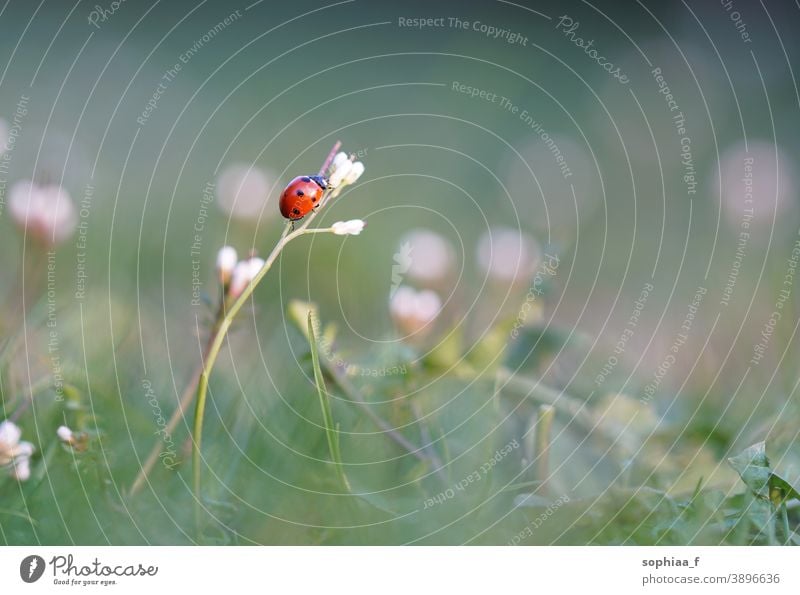 Marienkäfer sitzt in der Abenddämmerung auf der Blüte, Makroaufnahme einer blühenden Wiese Dämmerung Blume Feld Käfer Wanze Gras Garten Abendlicht Frühling